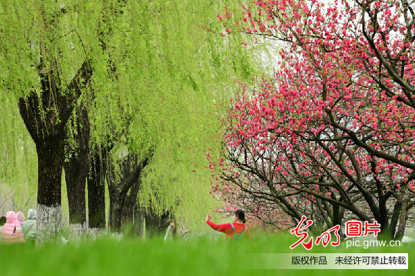 【網(wǎng)絡(luò)中國節(jié)·清明】插柳、戴柳……清明這些習(xí)俗與柳有關(guān)